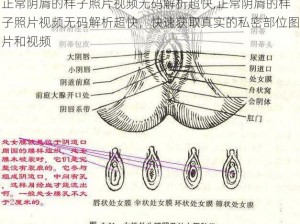 正常阴脣的样子照片视频无码解析超快,正常阴脣的样子照片视频无码解析超快，快速获取真实的私密部位图片和视频