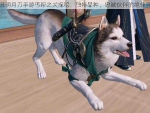 天涯明月刀手游丐帮之犬探秘：独特品种、忠诚伙伴的绝佳展示