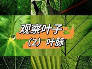 远古叶子：揭秘史前植物的奥秘与演化之旅