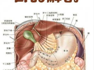 巨龙肚子里神秘胃壁的探秘之旅：揭秘消化之道的奥秘