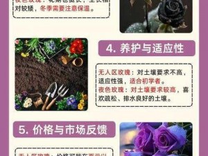 无人区玫瑰比夜色好多少-无人区玫瑰与夜色哪个更美好？