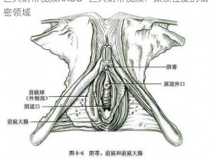 巨大荫蒂视频XXOO—巨大荫蒂视频：探索性爱的私密领域