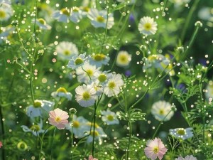 野花视频在线观看播放免费【野花视频在线观看播放免费，无广告骚扰，尽享视觉盛宴】