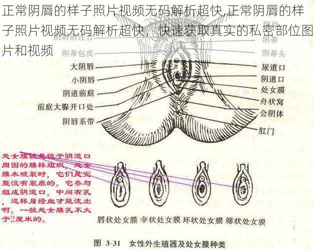 正常阴脣的样子照片视频无码解析超快,正常阴脣的样子照片视频无码解析超快，快速获取真实的私密部位图片和视频