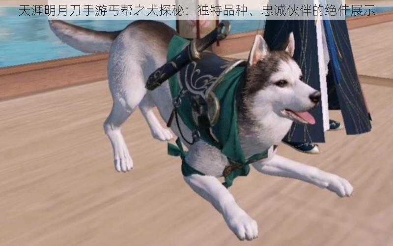 天涯明月刀手游丐帮之犬探秘：独特品种、忠诚伙伴的绝佳展示